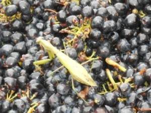 Praying mantis on Syrah