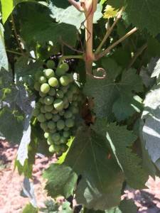 Carignan grapes - still green
