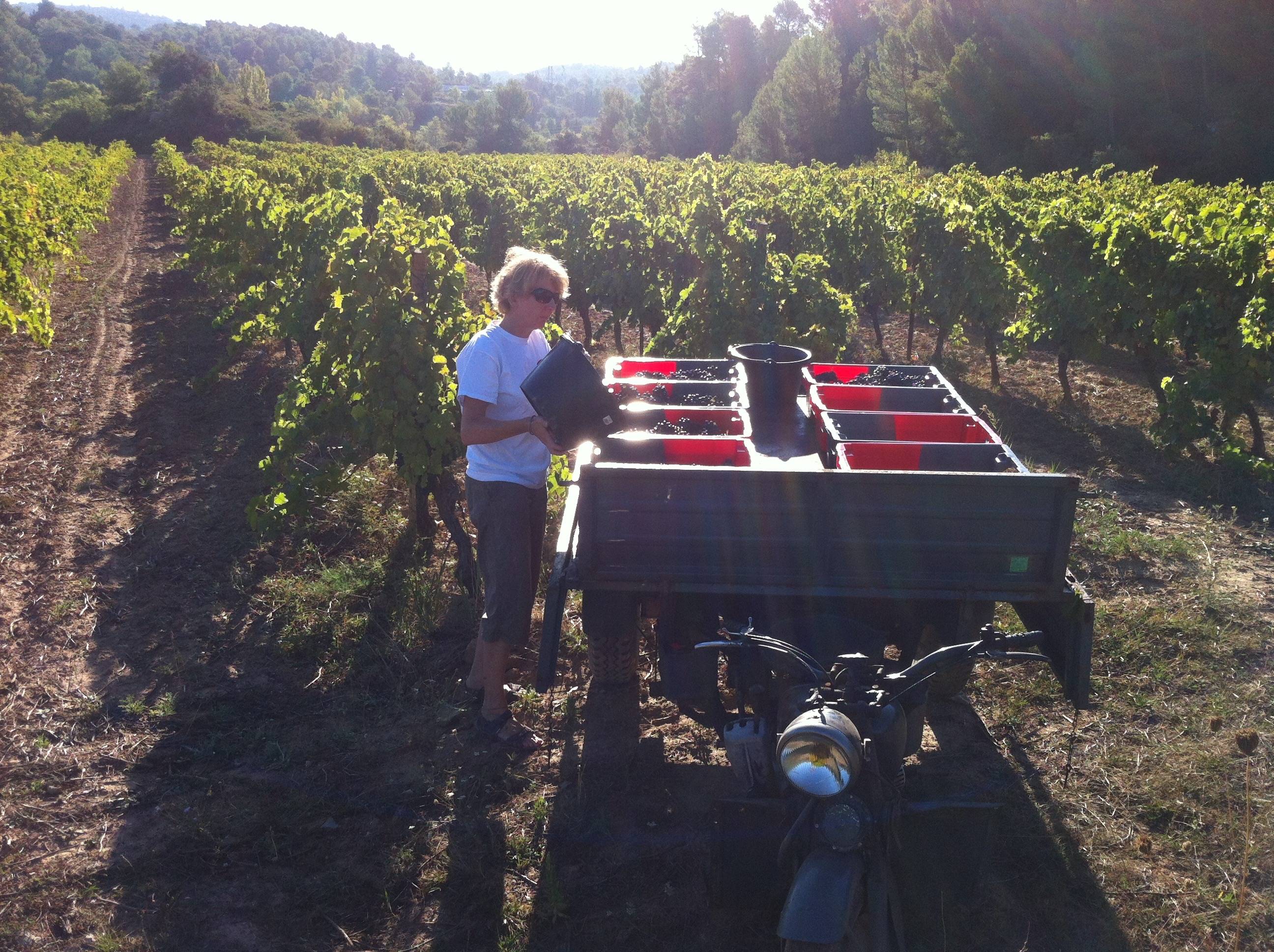 Juliet Bruce Jones MW in Syrah vineyard