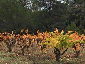 Rogue vine in Carigan vineyard