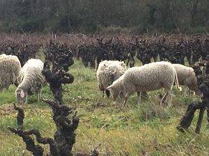 Organic Carignan vineyard