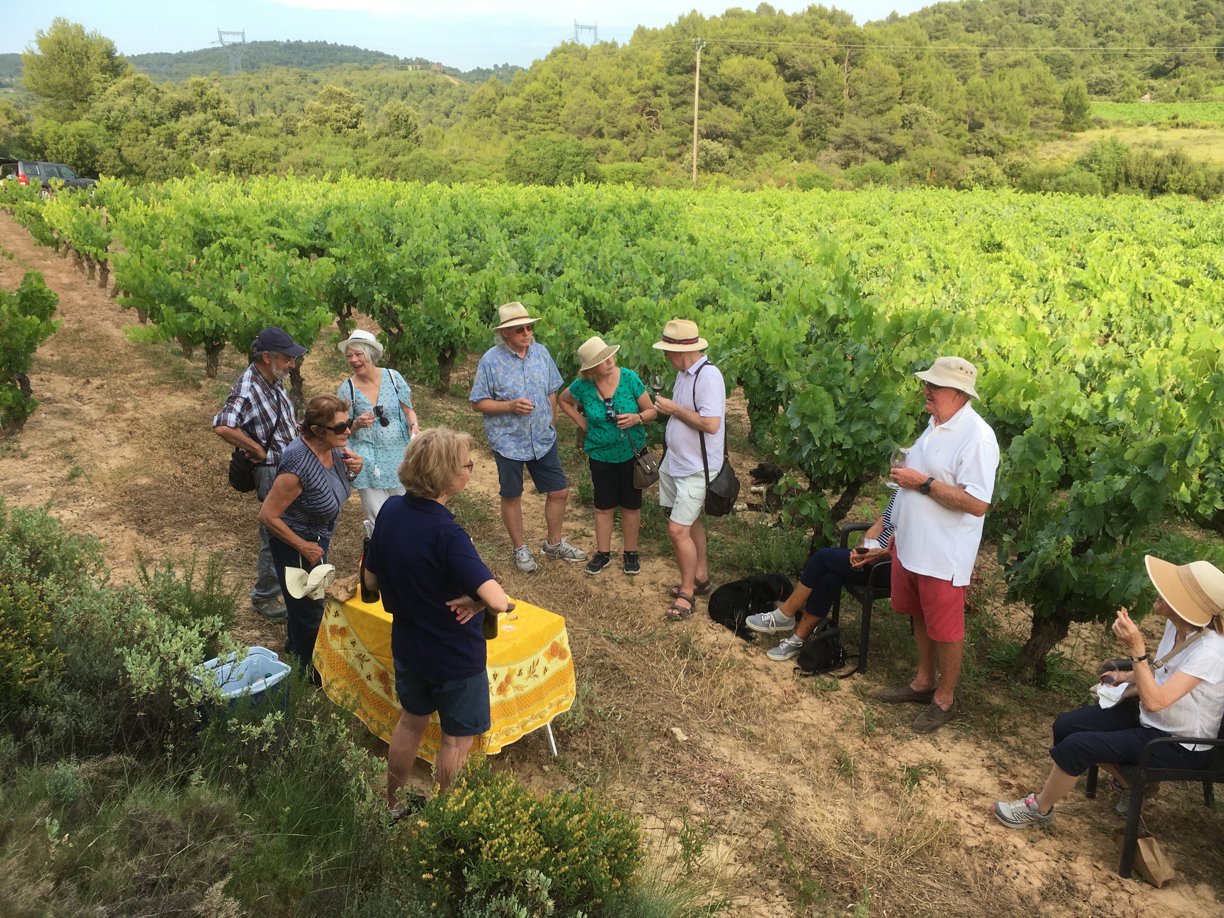 vineyard tour and wine tasting in Carignan vineyard