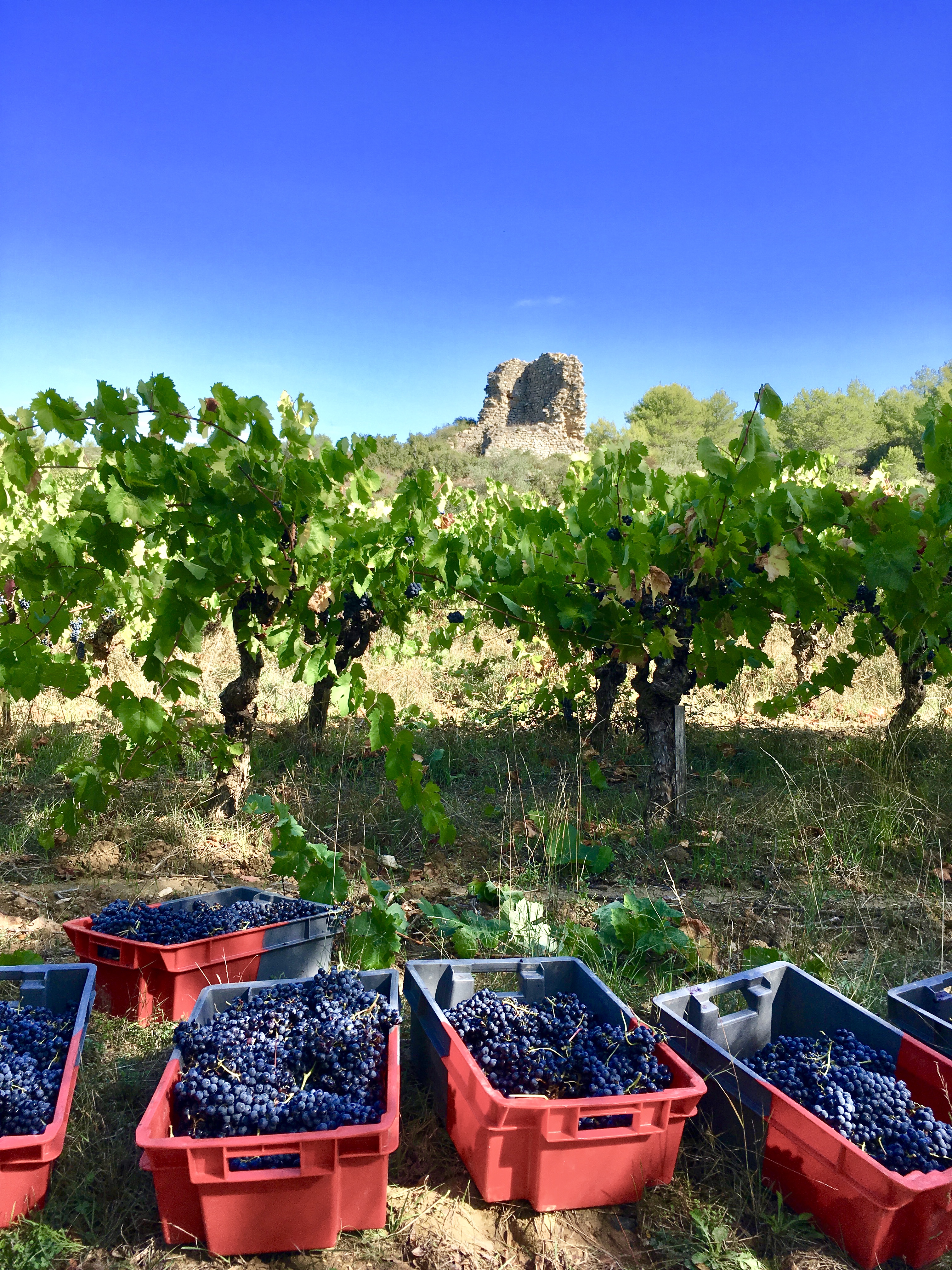 Carignan vine in Spring