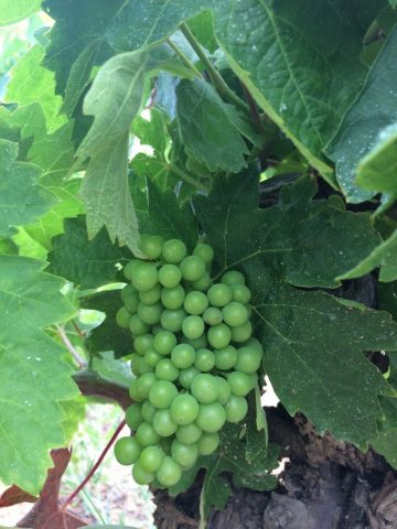 Carignan grapes