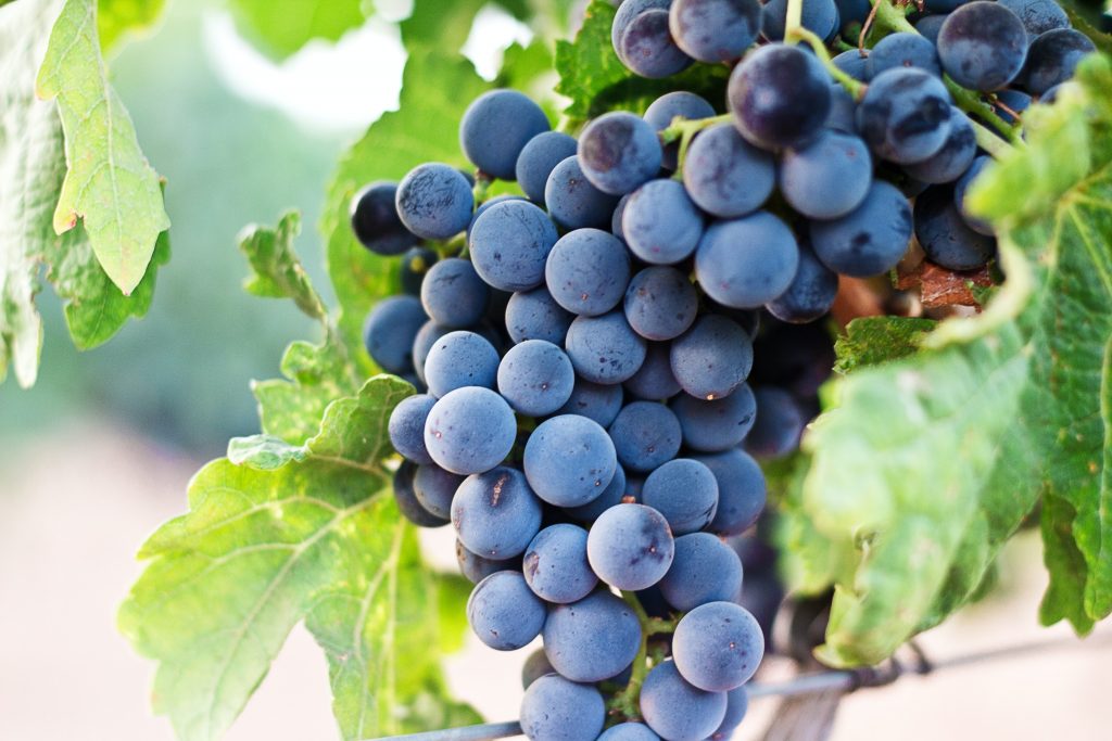 Organic viticulture