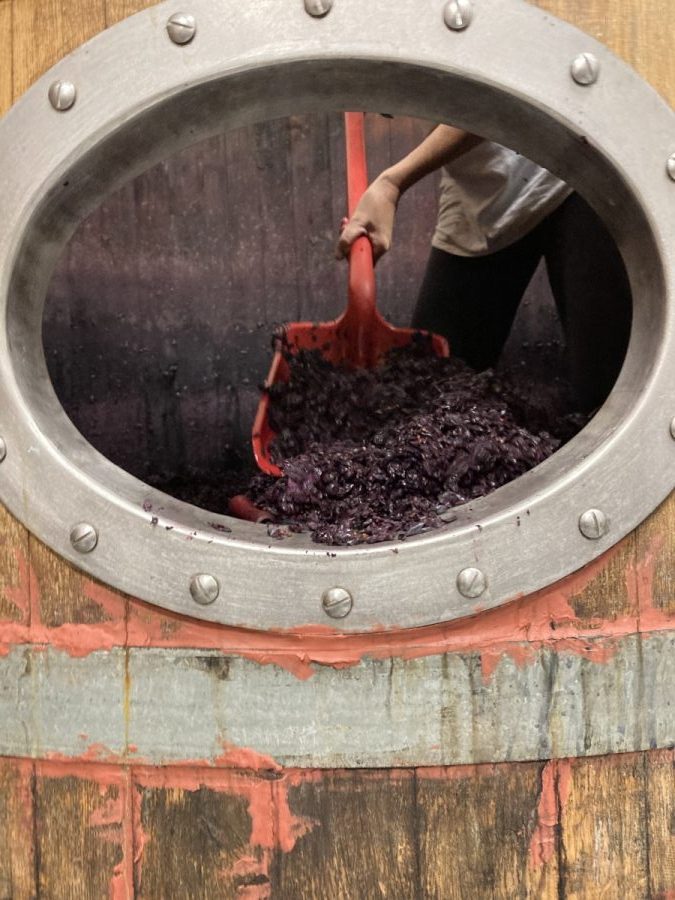 Feeding the Syrah vines