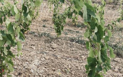 It’s all Greek – Assyrtiko explained